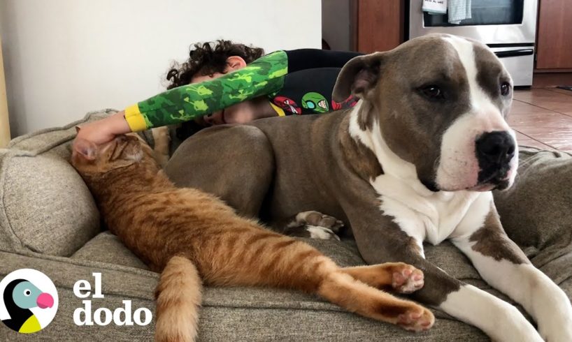 Perrita estaba muy triste hasta que conoció a un pequeño gatito | Parejas Disparejas | El Dodo