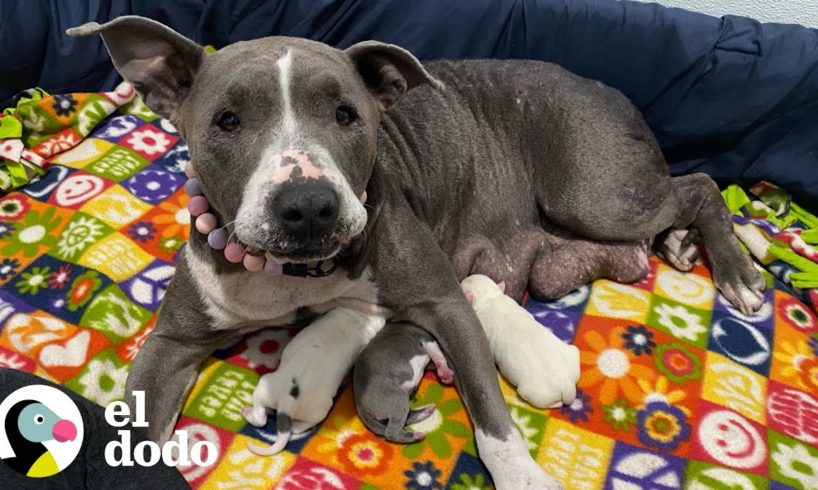 Perrita mayor da a luz en la mano de su mamá de paso | Puro Pitbull | El Dodo