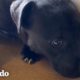Perro asustado que se derritió en el suelo juega por primera vez | ¡Adóptame! | El Dodo