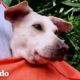 Perro callejero tembloroso captura el corazón de un hombre | El Dodo
