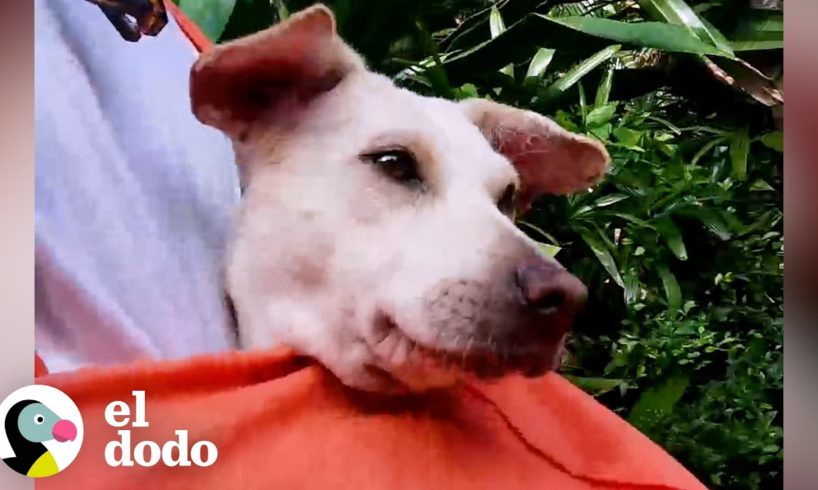 Perro callejero tembloroso captura el corazón de un hombre | El Dodo