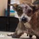 Perro de dos patas que vivió en las calles durante 9 años corre como un cachorro ahora | El Dodo
