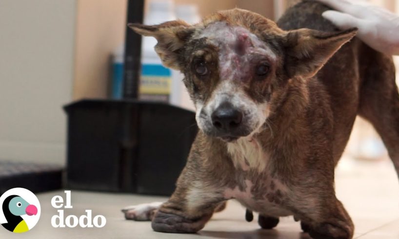 Perro de dos patas que vivió en las calles durante 9 años corre como un cachorro ahora | El Dodo