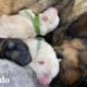 Perro en hogar de paso da a luz en medio de tormentas de nieve en Texas | ¡Adóptame! | El Dodo