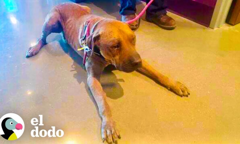 Perro encadenado durante años se ilumina vida cuando conoce a su gato favorito | Adoptame | El Dodo