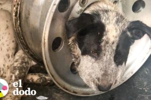 Perro es liberado de un neumático gigante en su cabeza | El Dodo