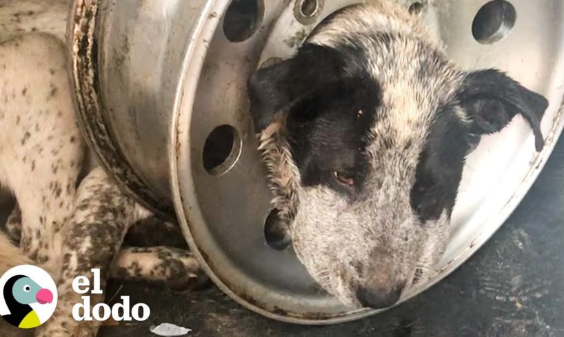 Perro es liberado de un neumático gigante en su cabeza | El Dodo