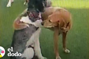 Perro protectivo se asegura de que su hermana esté segura en la guardería de mascotas | El Dodo