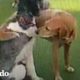 Perro protectivo se asegura de que su hermana esté segura en la guardería de mascotas | El Dodo