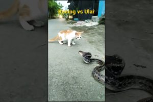 Pertarungan Hewan Yang Lucu #shorts #cats #snake