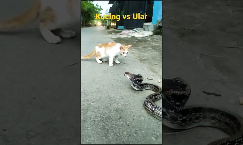 Pertarungan Hewan Yang Lucu #shorts #cats #snake