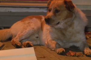 Pet dog rescues family from Big Stone Gap house fire