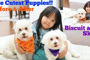 Petting the Cutest Puppies Ever! Our Havanese Puppies are Ready for Halloween 2018. Puppy Love