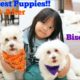 Petting the Cutest Puppies Ever! Our Havanese Puppies are Ready for Halloween 2018. Puppy Love