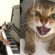 Piano Duet with an Angry Cat Singing a Fiery Tune