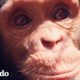 Piloto dejó que un chimpancé bebé se montara en sus piernas por la razón más dulce | El Dodo