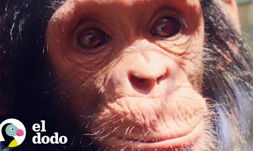 Piloto dejó que un chimpancé bebé se montara en sus piernas por la razón más dulce | El Dodo