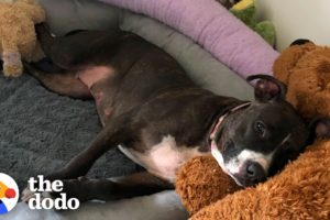 Pittie Rescued From A Chain LOVES Stuffed Animals  | The Dodo Foster Diaries