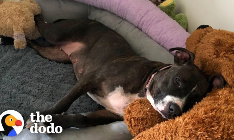 Pittie Rescued From A Chain LOVES Stuffed Animals  | The Dodo Foster Diaries