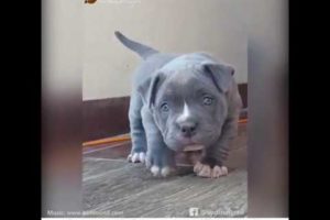 Playful pitbull puppy - (The cutest thing you will see today)