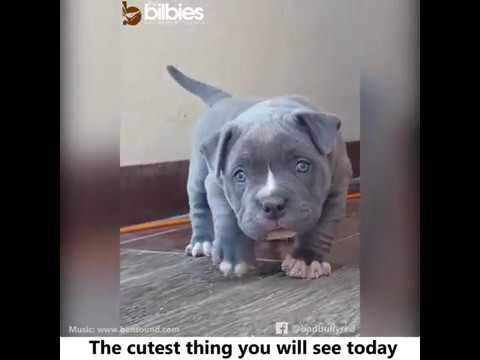 Playful pitbull puppy - (The cutest thing you will see today)