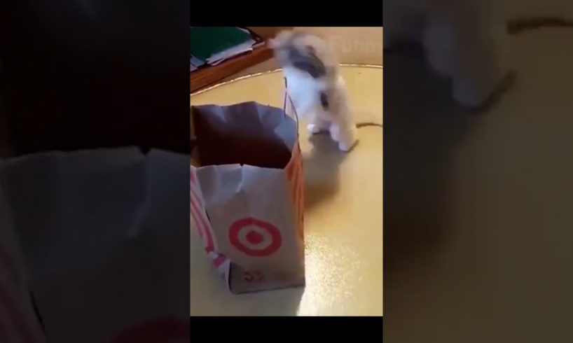Playing kitten| Funniest animals ever | Best funny cute animals video #Shorts