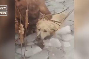 Police Rescue Dog Drowning in Icy Water #Shorts