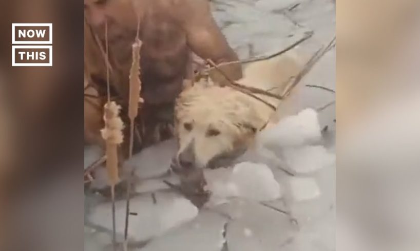 Police Rescue Dog Drowning in Icy Water #Shorts