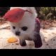 Pomeranian Funniest & Cutest Puppies Dogs - Cute Funny Puppy Videos | Part 1