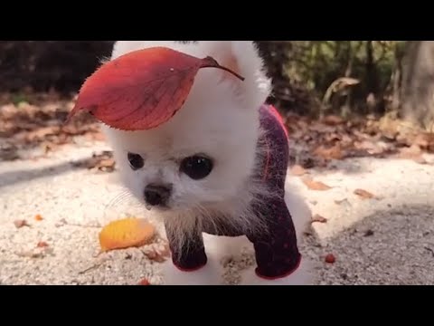 Pomeranian Funniest & Cutest Puppies Dogs - Cute Funny Puppy Videos | Part 1