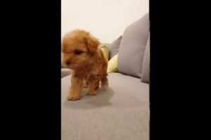 Poodle running videos cutest puppy - Teacup puppies KimsKennelUS