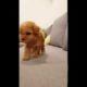 Poodle running videos cutest puppy - Teacup puppies KimsKennelUS
