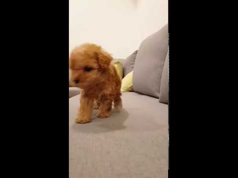 Poodle running videos cutest puppy - Teacup puppies KimsKennelUS