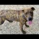 Poor Dog Rescues From Mangoworms 犬からワームを取り除  RESCATE ANIMALES 2021