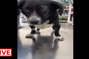 Poor dog … After the car accident he is still at the vet , he lost his eye  - Takis Shelter