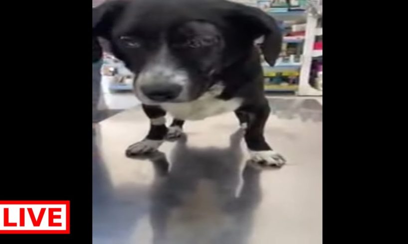 Poor dog … After the car accident he is still at the vet , he lost his eye - Takis Shelter