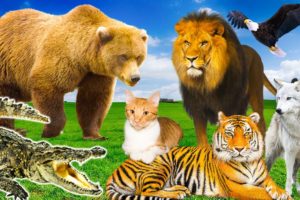 Predatory animals - tiger, lion, cat, dog, shark, crocodile, bear...