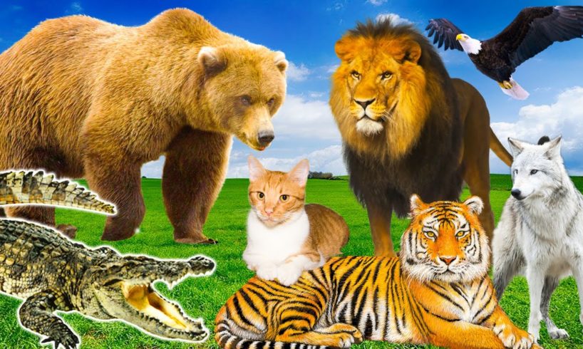 Predatory animals - tiger, lion, cat, dog, shark, crocodile, bear...