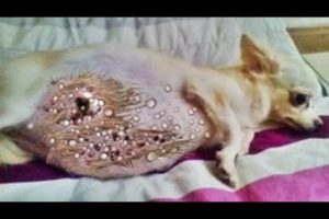 Pregnant Mother dog in ρaiո / Maggots removing ✨ 망고벌레  | マンゴーワーム