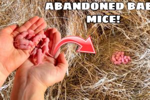 RESCUED BABY MICE FOUND ABANDONED BY MOTHER!