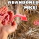 RESCUED BABY MICE FOUND ABANDONED BY MOTHER!
