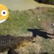 RIDING an ALLIGATOR??😱😱NEAR DEATH EXPERIENCE  CAPTURED by GoPro compilation