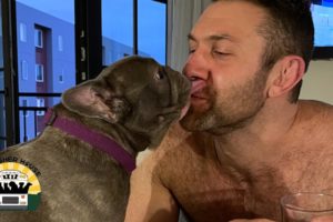 Rejected Frenchie Used For Breeding Is Finally Home | The Asher House