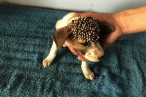 Remove Ticks From Poor Puppy In My Village #4