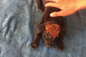 Remove Ticks On Poor Puppy #1