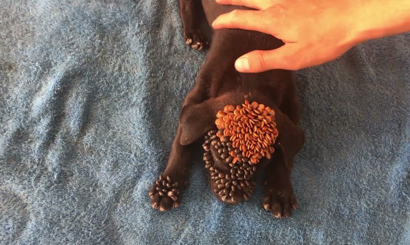 Remove Ticks On Poor Puppy #1