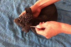 Removing Monster Ticks From Helpless Dog #8