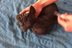 Removing Monster Ticks From Helpless Dog #9