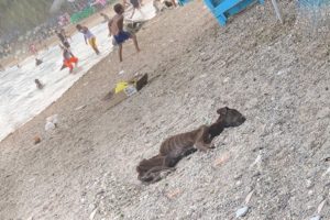 Rescue Abandoned Thin Dog, Lying Motionless On The Beach, No One to help