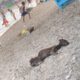 Rescue Abandoned Thin Dog, Lying Motionless On The Beach, No One to help